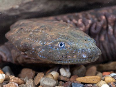 Chattanooga Zoo Releases Thirty Hellbenders Into The Wild As Part Of ...