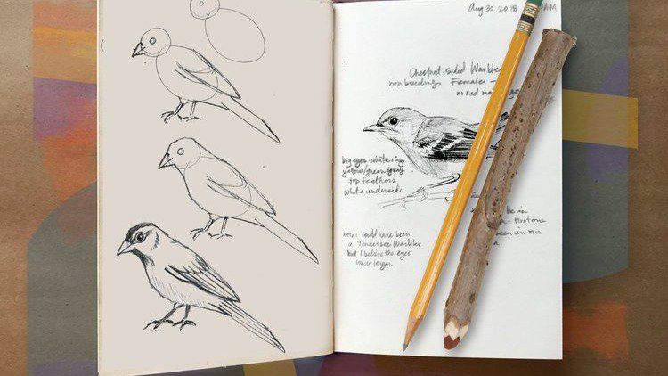 drawing bird 4.12.2024.jpg