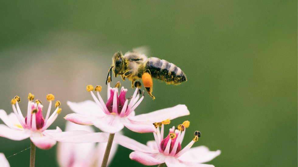 ORGANIC PEST CONTROL: ATTRACTING BENEFICIAL INSECTS TO THE GARDEN - The ...