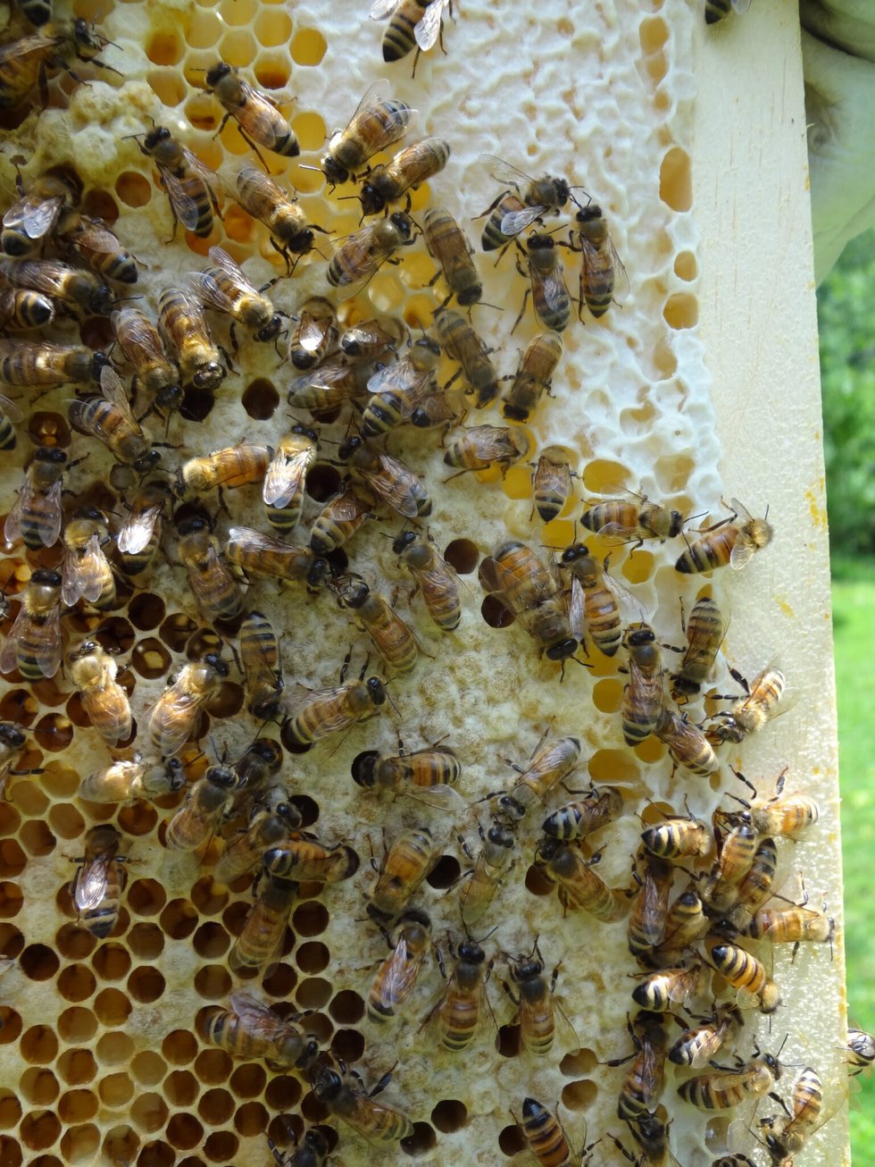 3.23 Intro to Beekeeping.jpeg