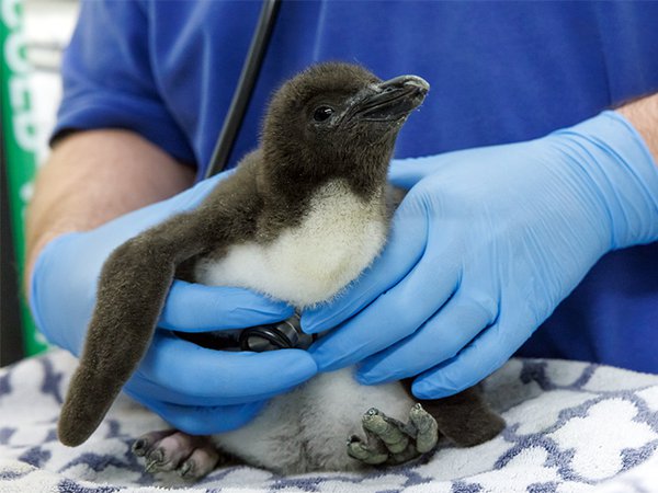 penguin chick.png