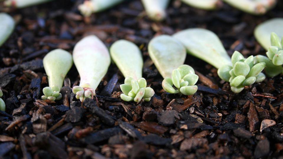 propagating_succulents_d2f3a428-fb7d-4e38-88c9-12dd19a28201_1340x550_crop_center.jpg