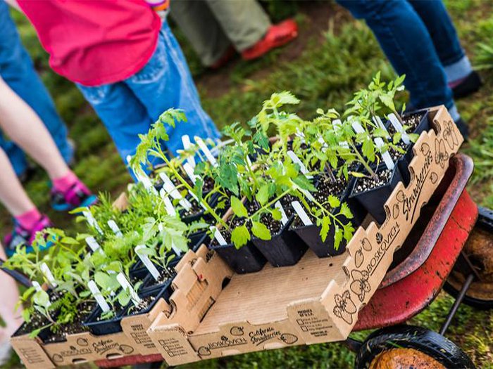 Crabtree Farms hosts 22nd Annual Fall Plant Sale and Festival