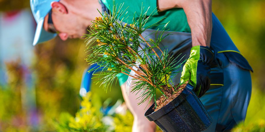 tree planting 24 1.png