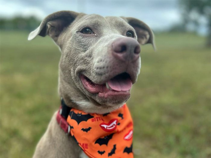 Meet Carnelian: McKamey’s Match Makin’ Monday Pet Of The Week