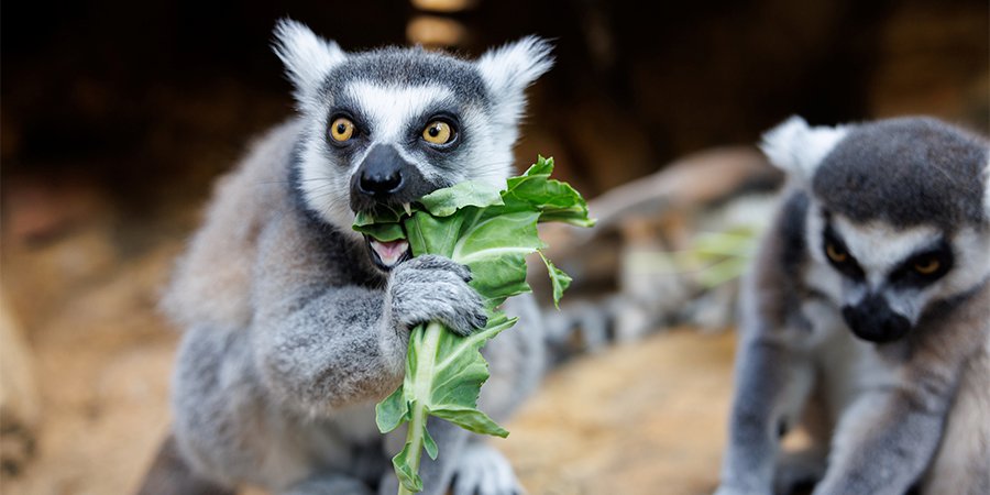 lemurs.png