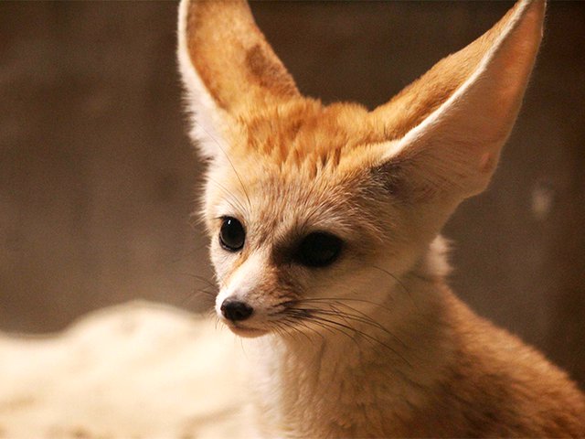 fennec fox 24.png