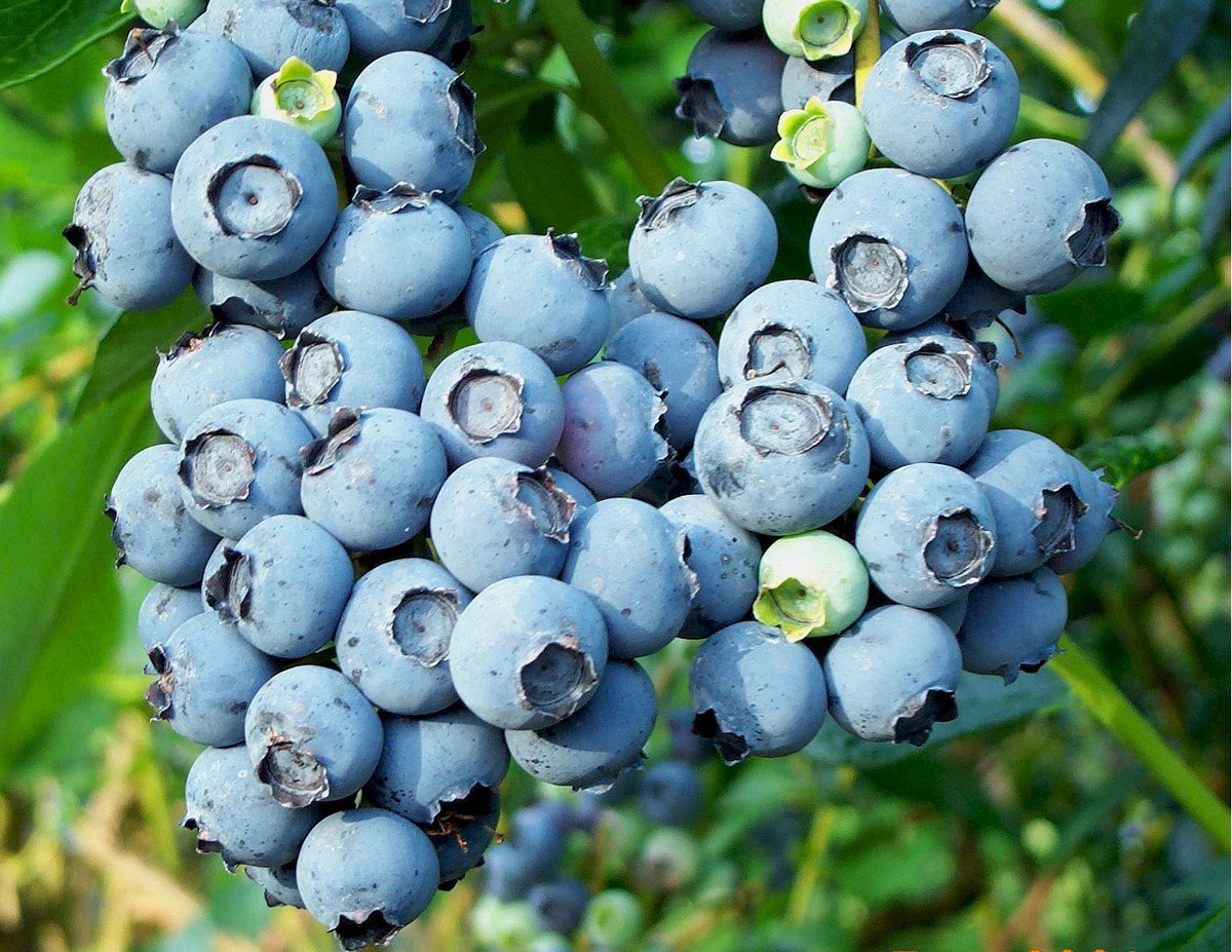 Chattanooga Market's Blueberry Festival The Pulse » Chattanooga's